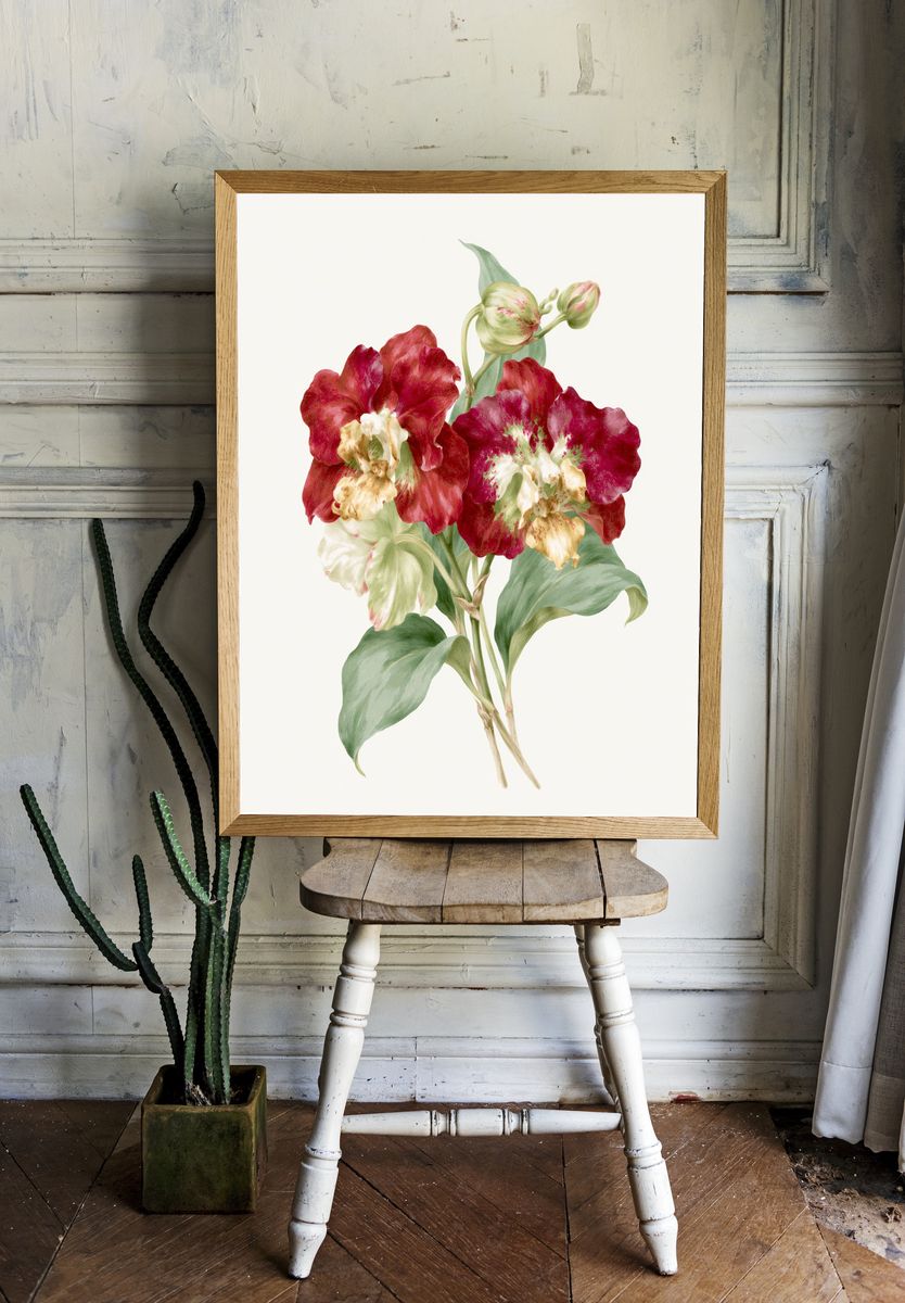 Red Tulip Botanical Print. room preview