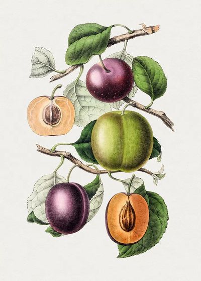 Plum Branch Botanical Print.