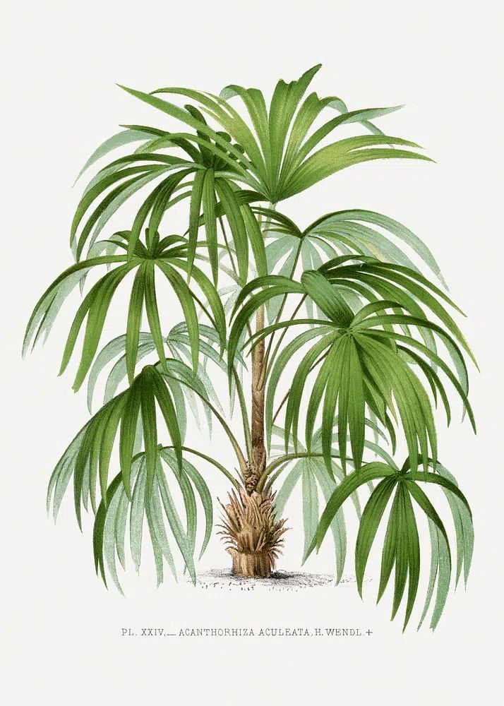 Vintage palm tree illustration. Digitally. poster detail