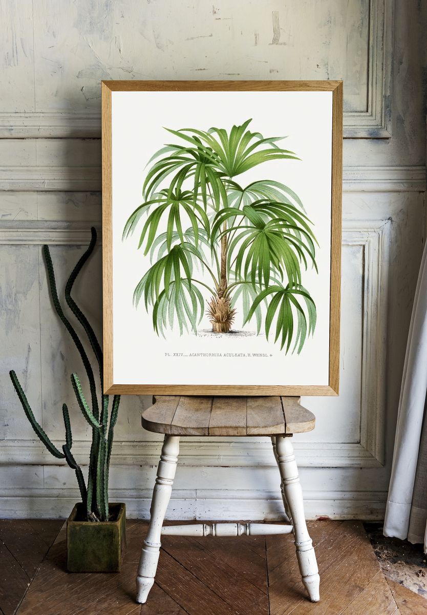 Vintage palm tree illustration. Digitally room preview