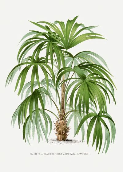 Vintage palm tree illustration. Digitally.