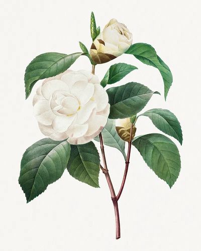 White Camellia Choix des plus. poster print
