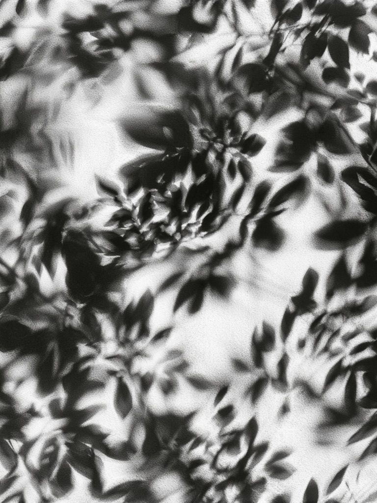 Shadow Leaves Black-White Print. poster detail