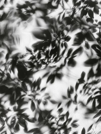 Shadow Leaves Black-White Print. poster