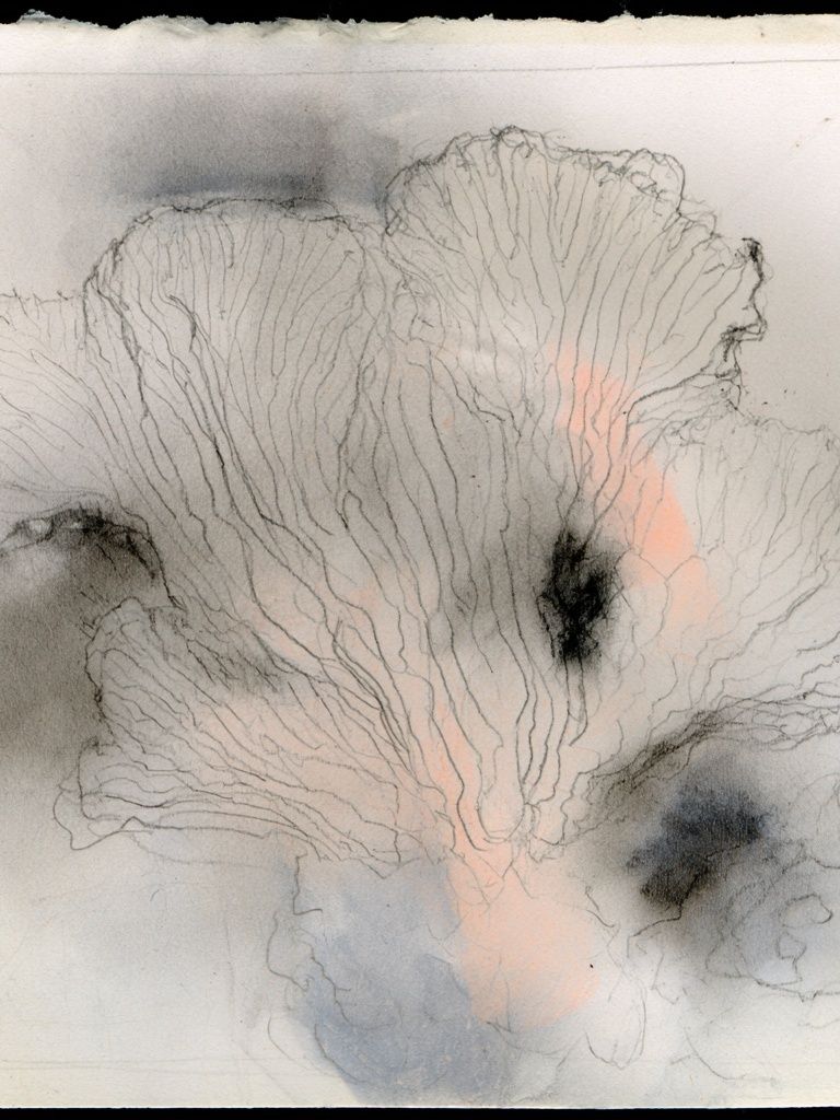 Soft Coral Bloom Abstract Print. poster — botanical art