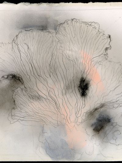 Soft Coral Bloom Abstract Print. poster