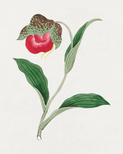 Red Orchid Botanical Print. poster print
