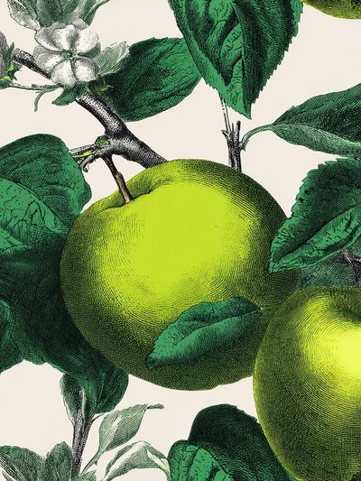 Green Apples Botanical Print. poster