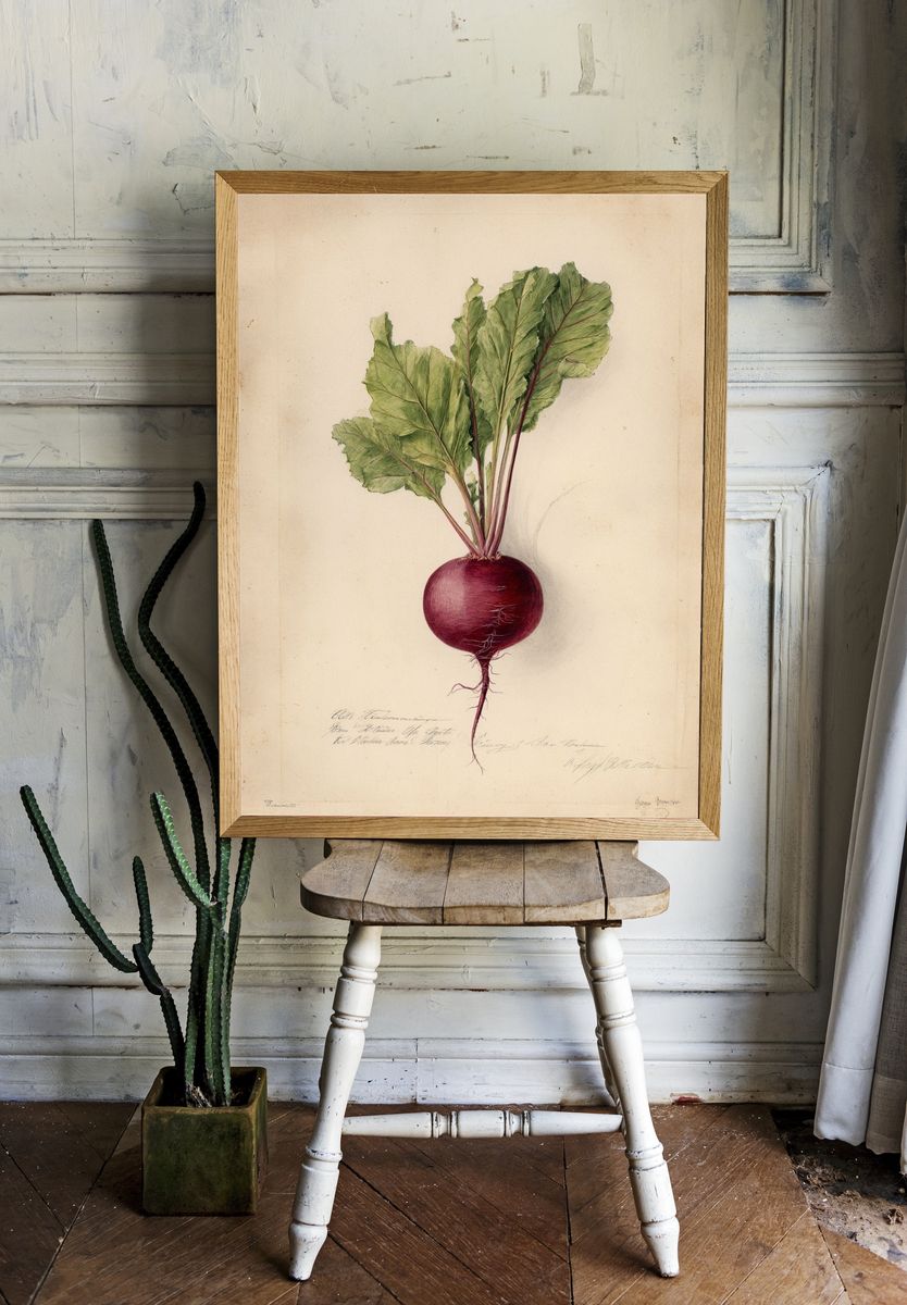 Beetroot Botanical Vintage Poster. — room view 1