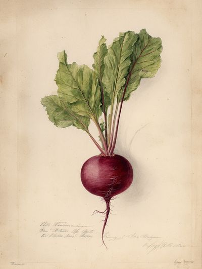 Beetroot Botanical Vintage Poster. poster print