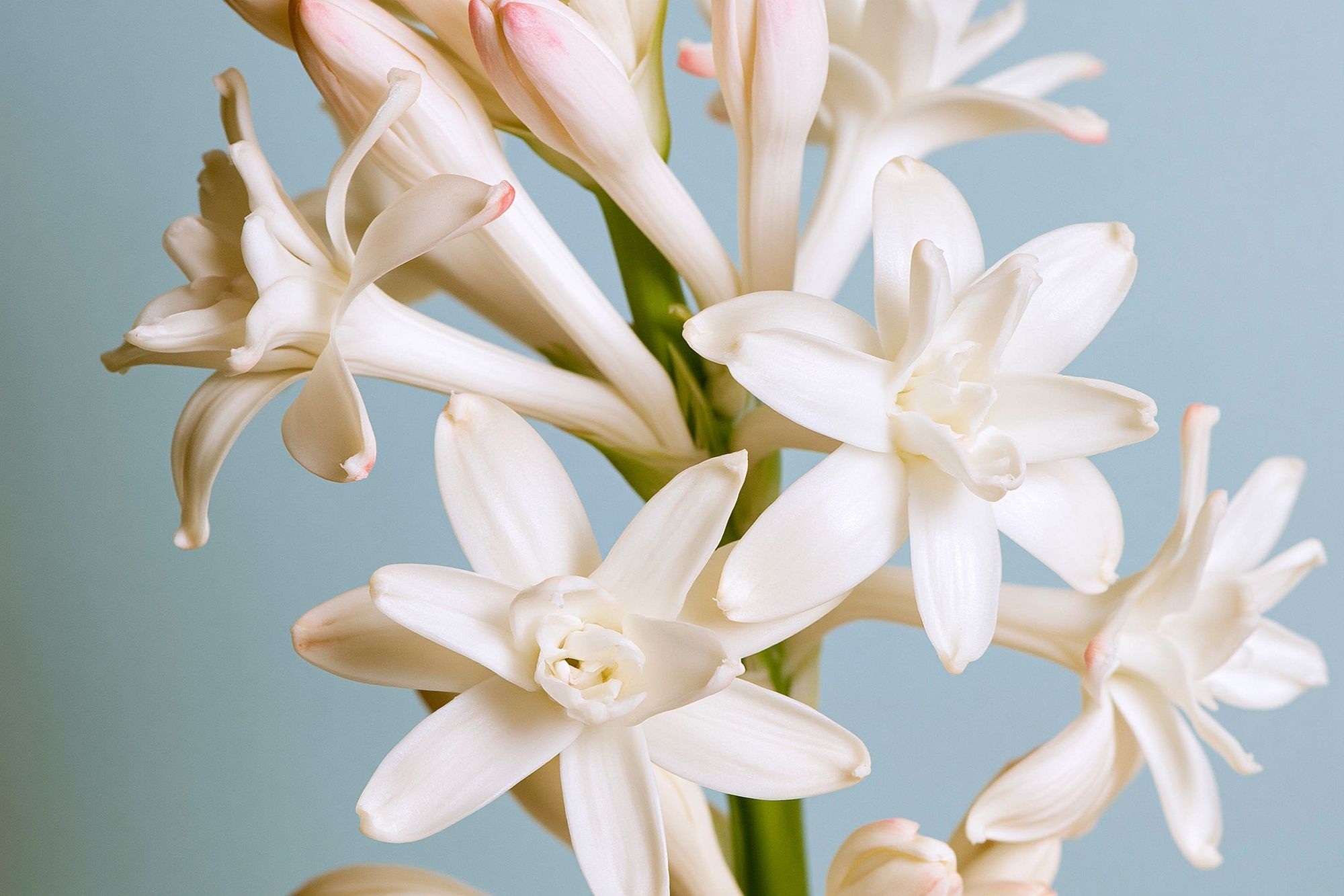 White Tuberose Bloom Print. poster detail