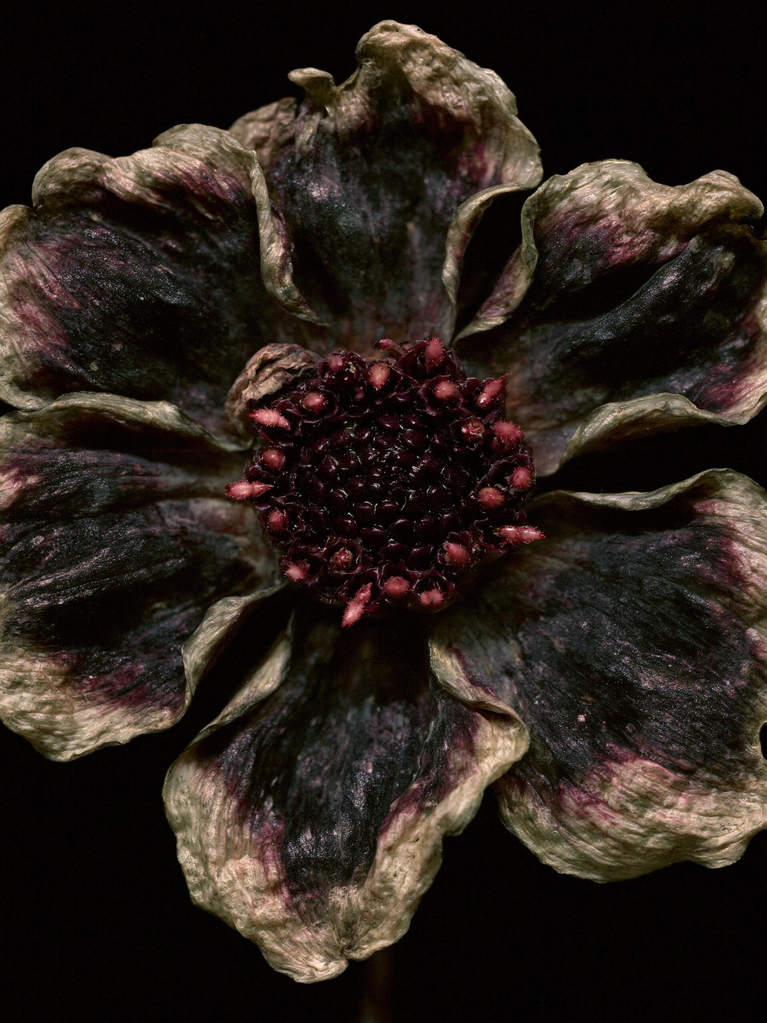 Dark Bloom Botanical Print. poster — botanical art