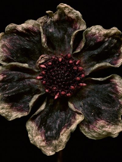 Dark Bloom Botanical Print. poster
