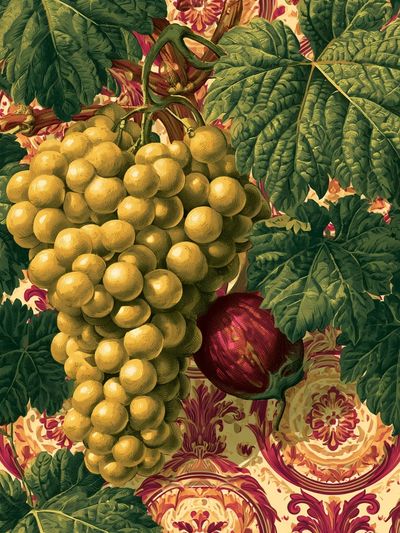 Grapes and Leaves Botanical Print. poster
