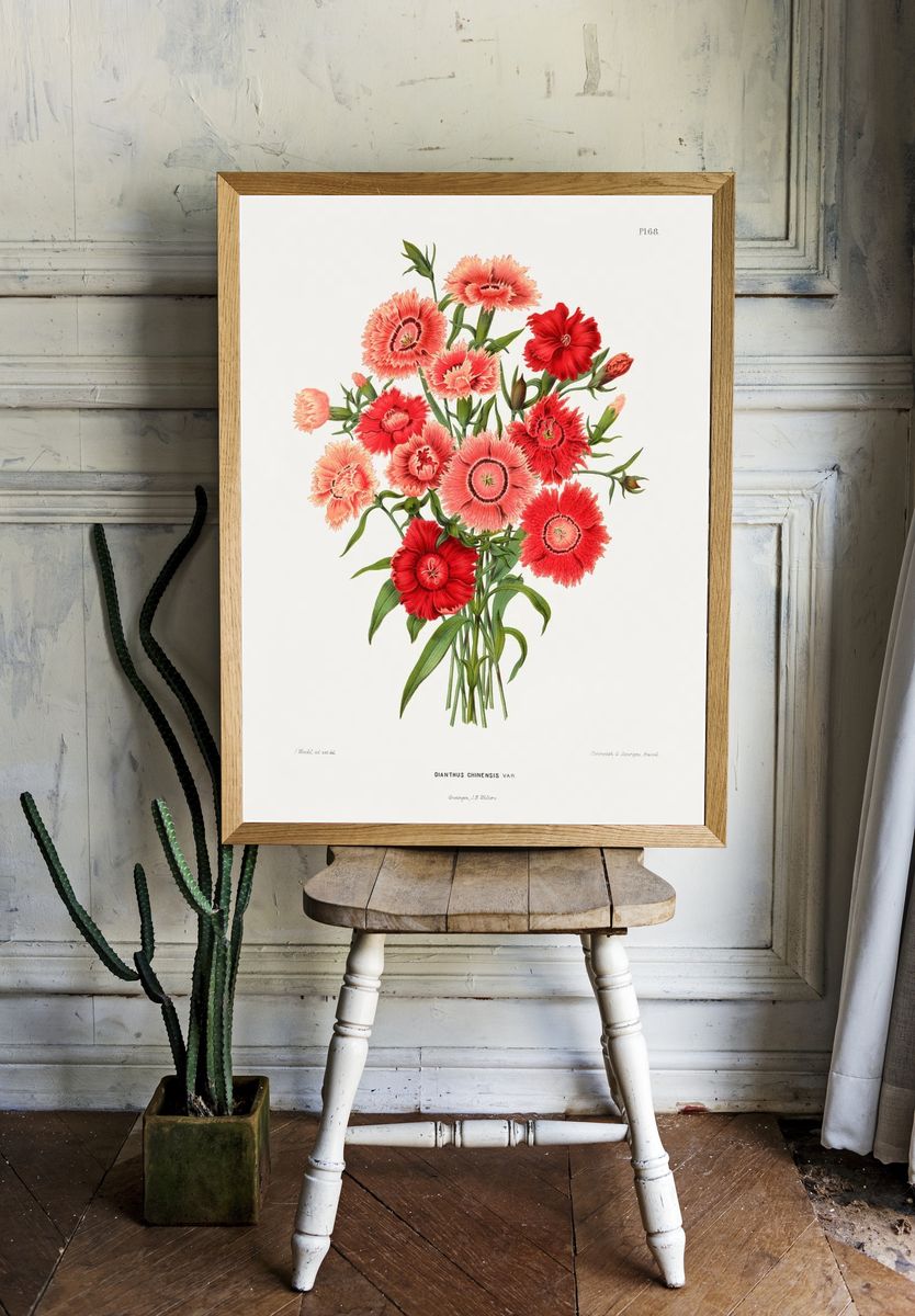 rainbow pink flower (Dianthus Chinensis. room preview