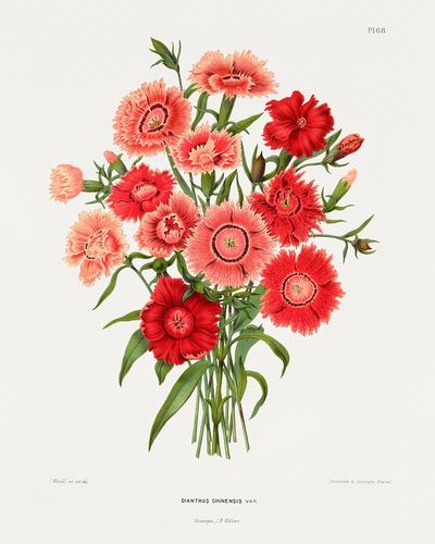 rainbow pink flower (Dianthus Chinensis Var.) chromolithograph plates.
