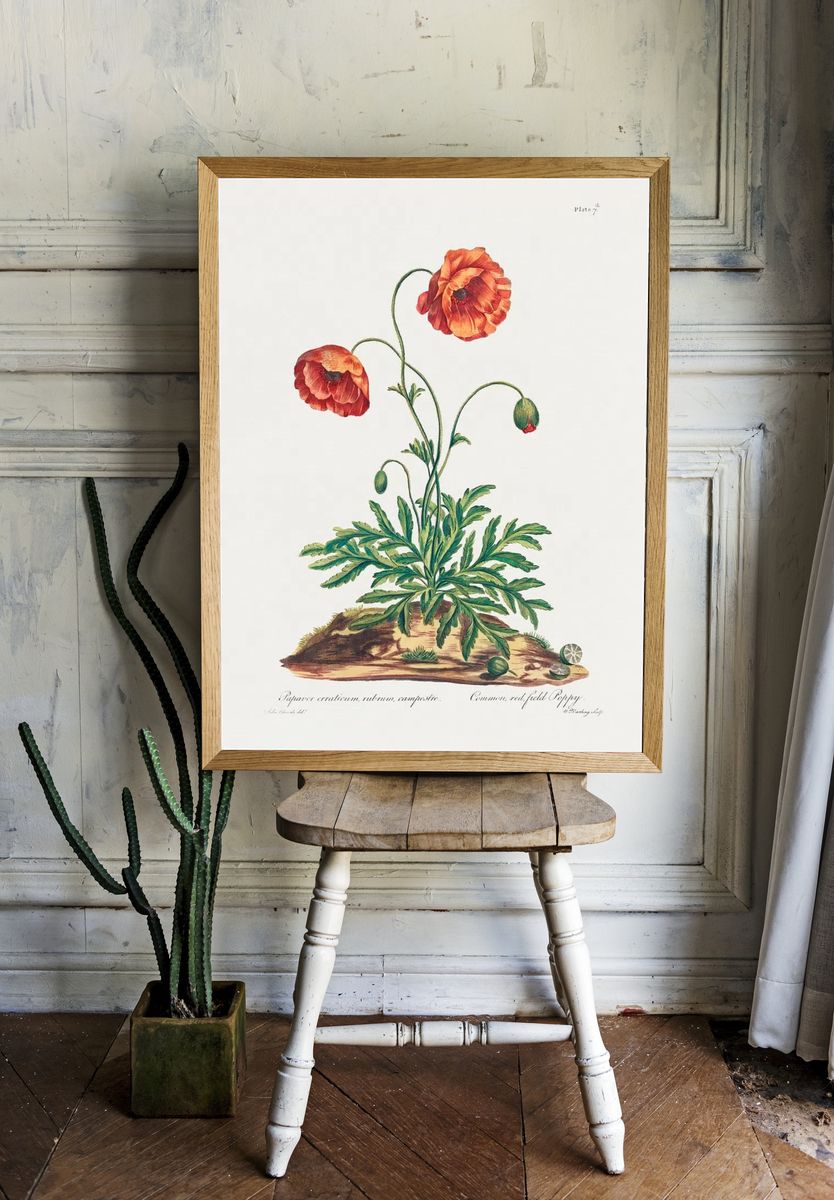 Common, Red Field Poppy (1775). room preview