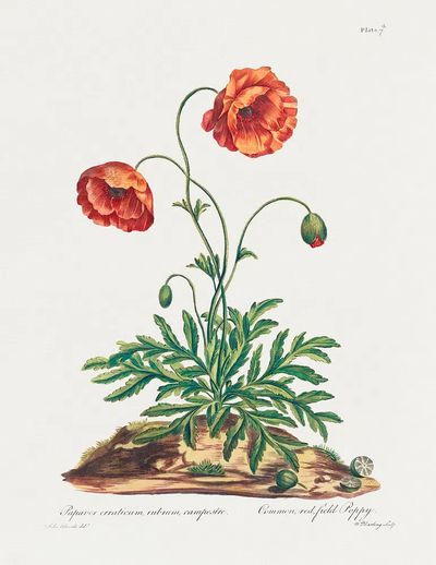 Common, Red Field Poppy (1775). poster print