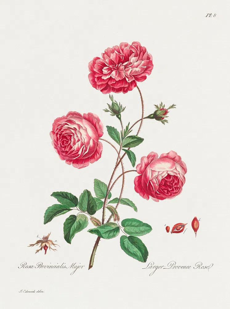 Larger Provence Rose (1770–1775) high. poster — botanical art