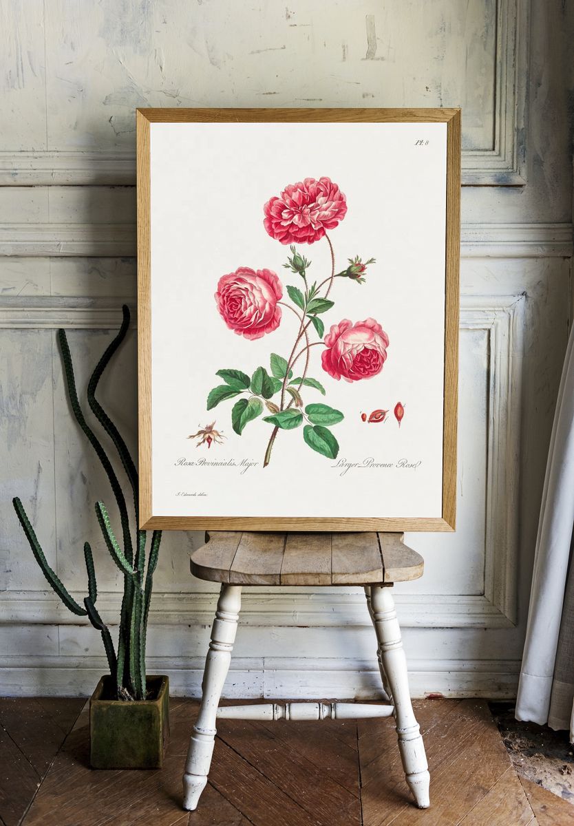 Larger Provence Rose (1770–1775) high room preview