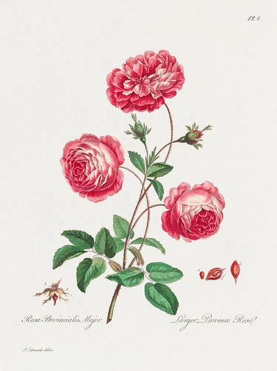 Larger Provence Rose (1770–1775) high. poster print