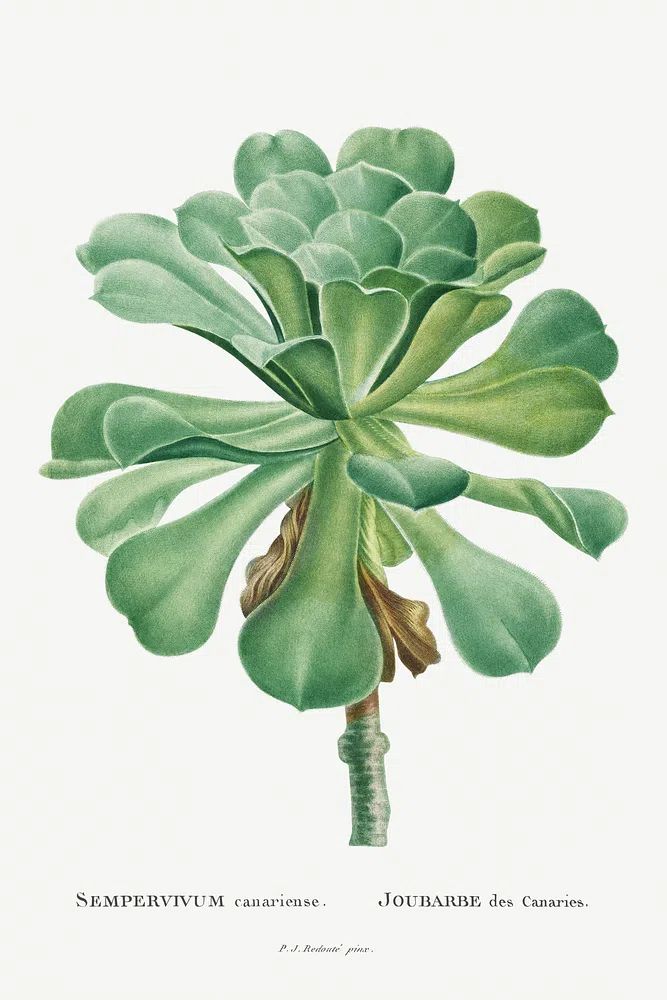 Sempervivum Canariense Image Histoire des. poster — botanical art