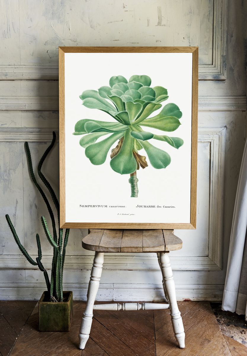 Sempervivum Canariense Image Histoire des room preview