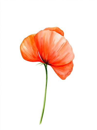Orange Poppy Watercolor Print. poster