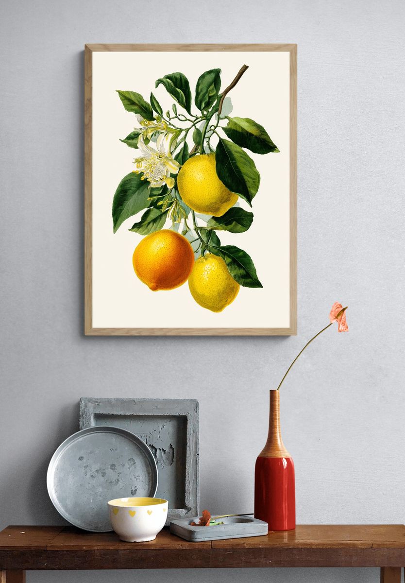 Citrus Fruits Botanical Print. — room view 3