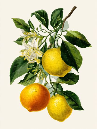 Citrus Fruits Botanical Print. poster print
