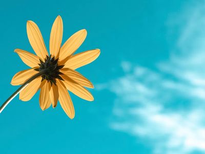 Yellow daisy blue sky. poster print