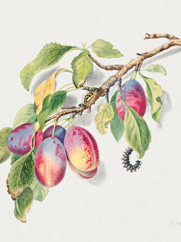 18th century illustration branch cluster. poster detail