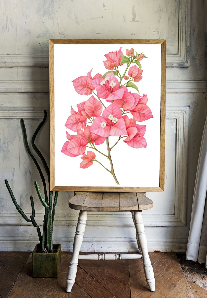 Pink Bougainvillea Botanical Poster. — room view 1