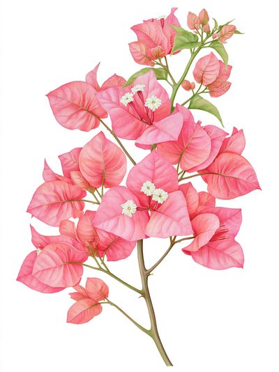 Pink Bougainvillea Botanical Poster.