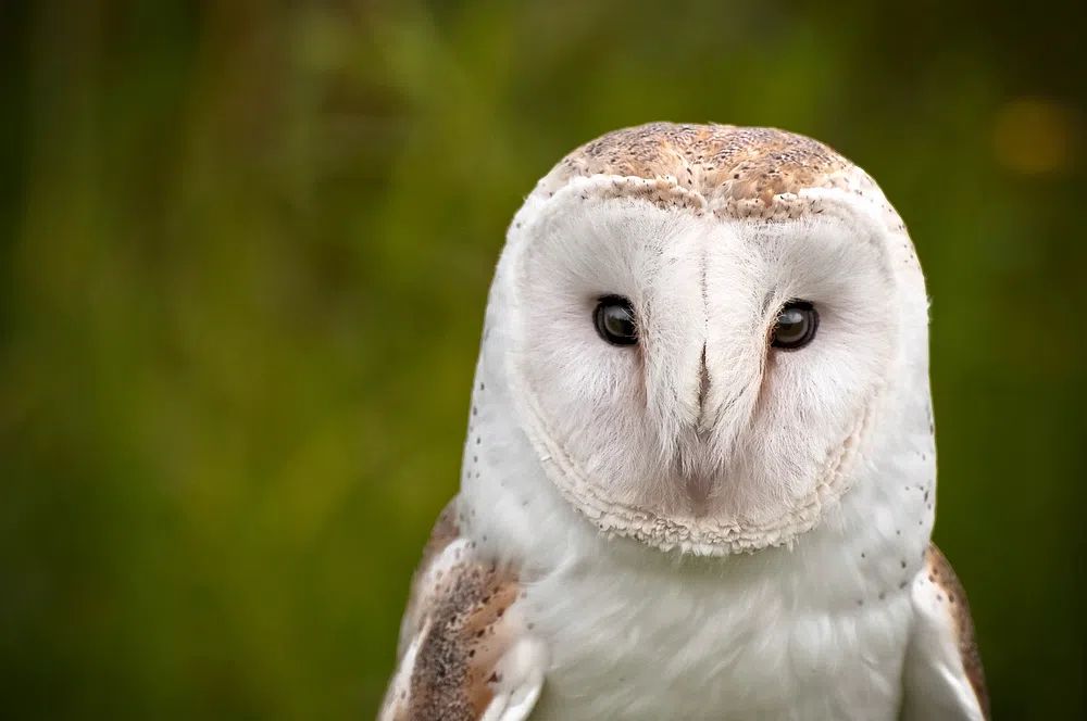Barn Owl Portrait Poster. poster — animals art