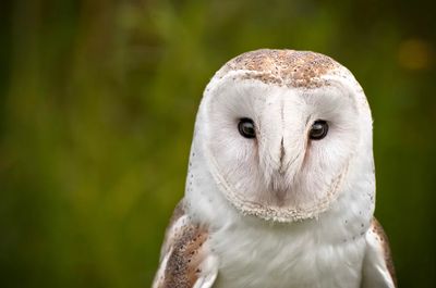 Barn Owl Portrait Poster