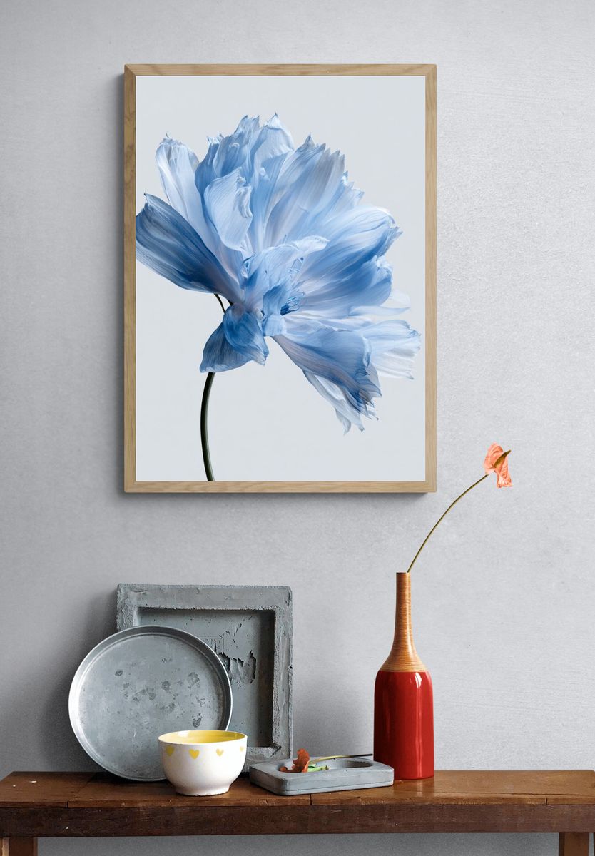 Blue Poppy Bloom Photography Poster. — room view 3