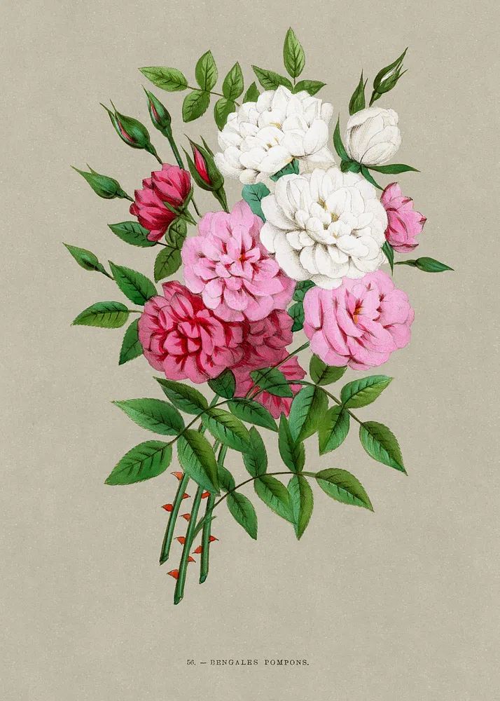 Bengale Pompons — Botanical Print. poster — botanical art