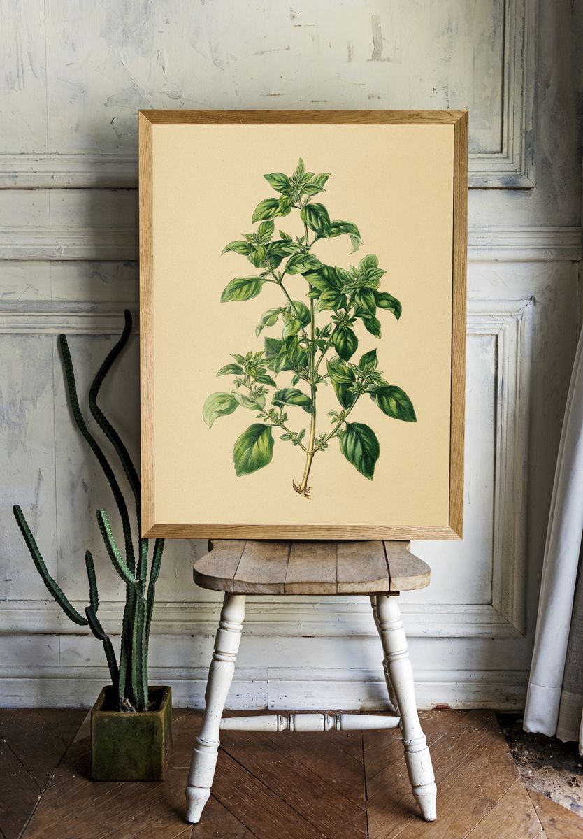 Basil Plant Botanical Print room preview