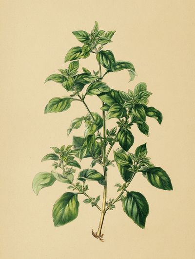 Basil Plant Botanical Print. poster print
