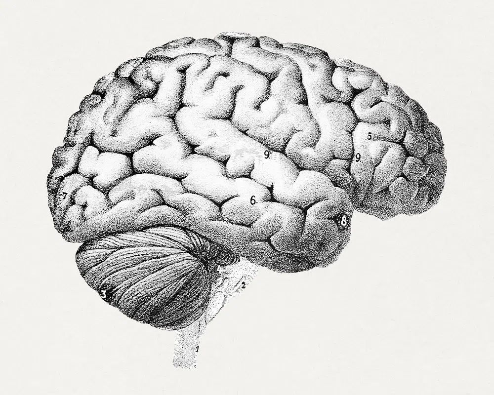 Anatomical Brain Illustration Poster. poster — illustration art