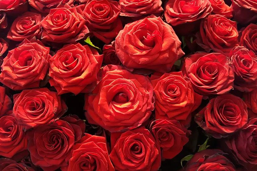 Red Roses — Botanical Print. poster detail