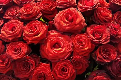 Red Roses — Botanical Print. poster print