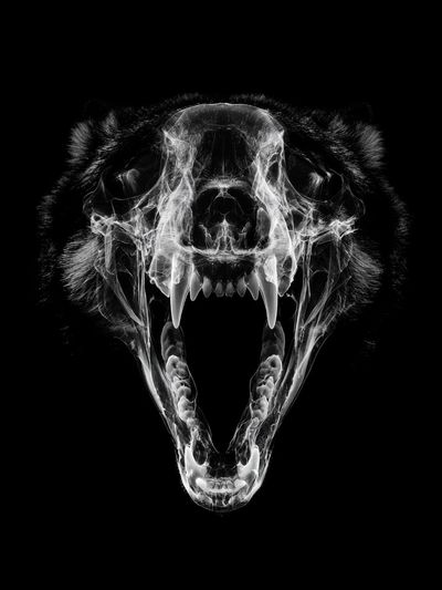 Roaring Bear Skull Black-White Poster. poster
