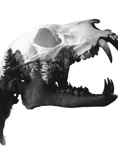 Bear Skull Double Exposure Print. poster print