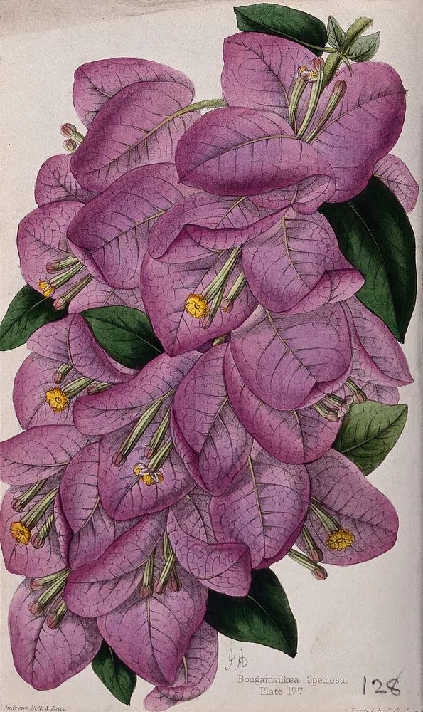Bougainvillea Speciosa — Botanical Print. poster — botanical art