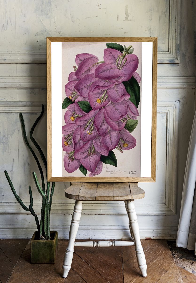 Bougainvillea Speciosa — Botanical Print room preview
