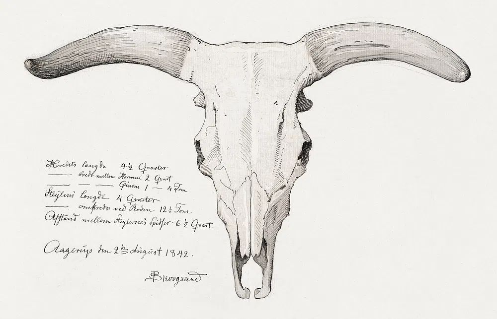 Bull Skull Illustration Poster. poster detail