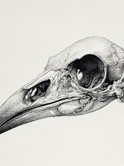 Bird Skull — Fine Art Print. poster print