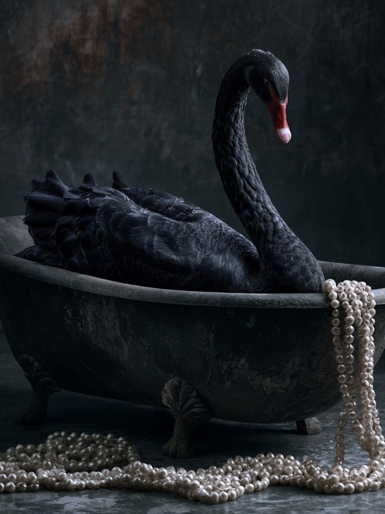Black Swan Pearl Bath Poster. poster — animals art